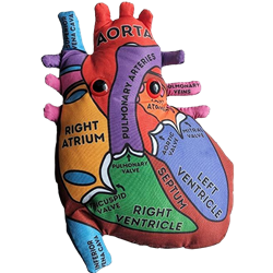 Heart Model Giant Microbe